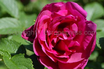 flowers_041