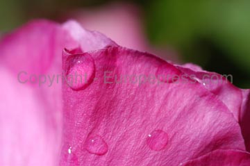 flowers_042