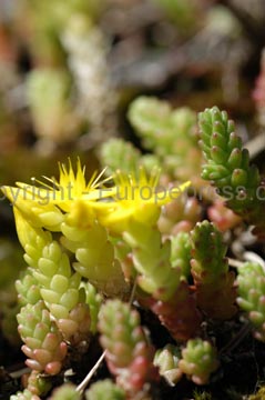 flowers_043