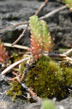flowers_044