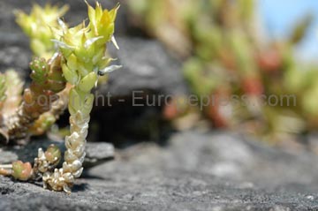 flowers_045