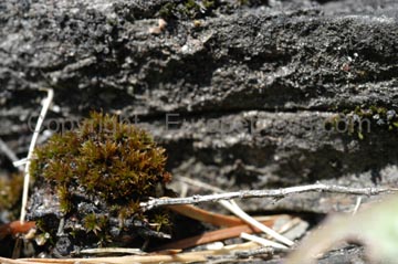flowers_046