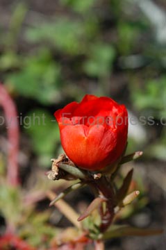 flowers_048