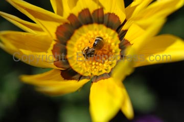 flowers_049