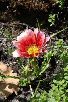 flowers_050