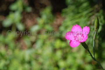 flowers_051