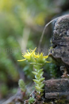 flowers_052