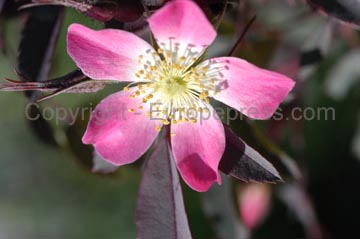 flowers_053