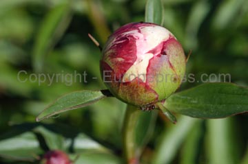 flowers_054