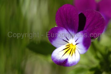 flowers_055