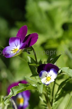 flowers_056