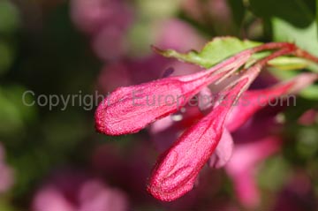 flowers_057