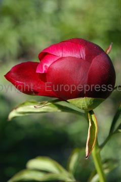 flowers_058
