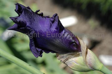 flowers_059