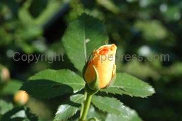 flowers_061