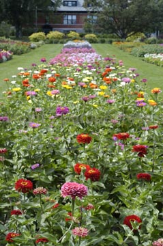 flowers_062