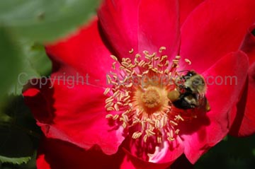 flowers_063