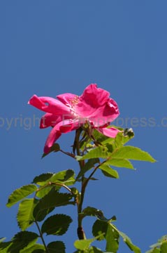 flowers_064