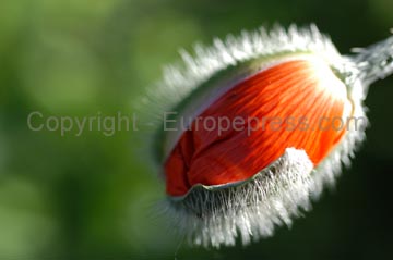 flowers_065