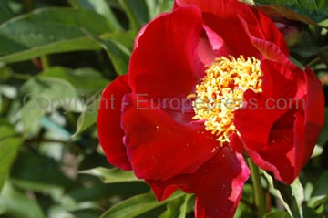 flowers_066