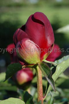 flowers_067