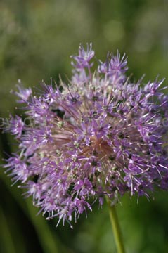 flowers_068