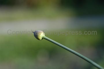 flowers_069