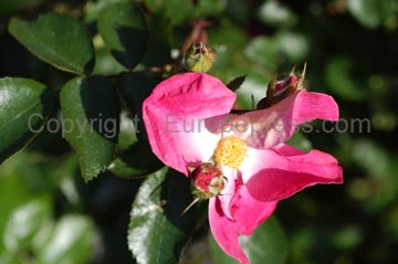 flowers_070