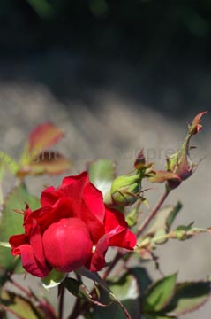 flowers_071