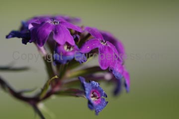 flowers_072