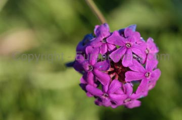 flowers_073