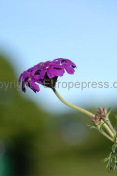 flowers_074