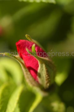 flowers_075