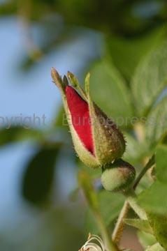 flowers_076