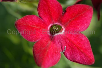 flowers_077