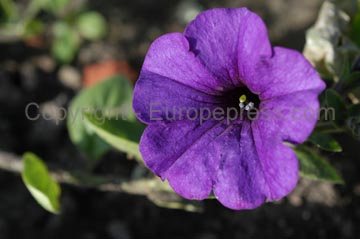 flowers_078
