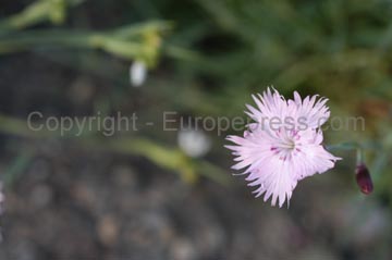 flowers_079