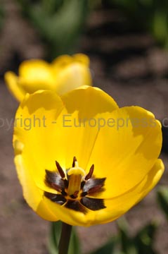 flowers_080