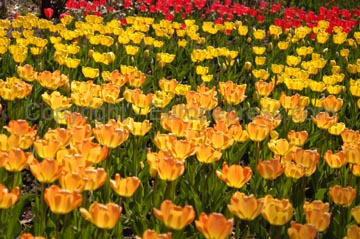 flowers_081
