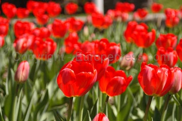 flowers_083