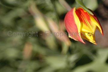 flowers_086