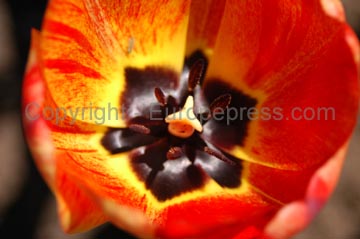 flowers_087