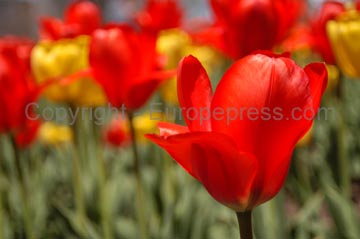 flowers_089