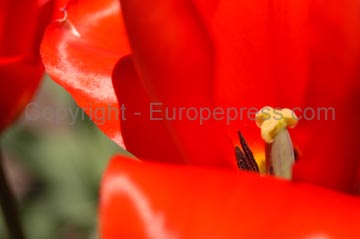 flowers_090