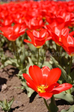 flowers_092