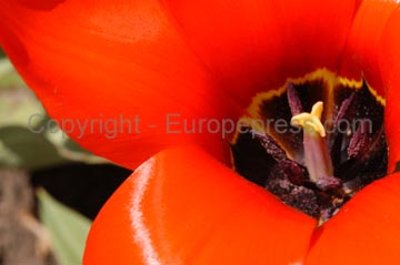 flowers_093