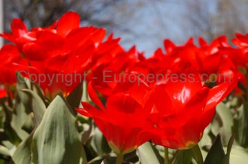 flowers_094