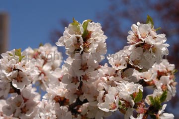flowers_095