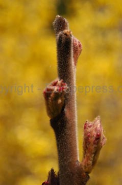 flowers_097