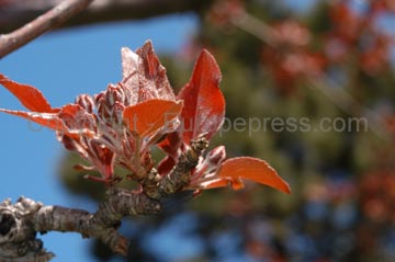 flowers_098
